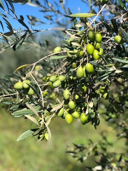 Picholine olive