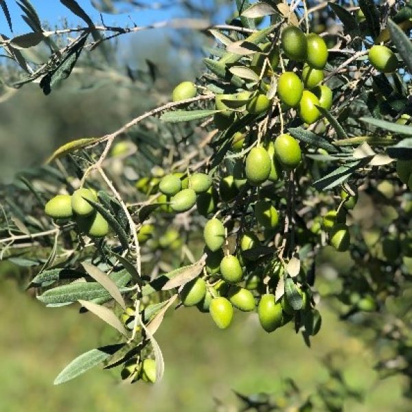 Picholine olive